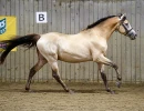 groen equestrian performance stud niqui akhdhar
