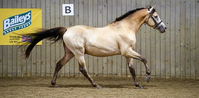 groen equestrian performance stud niqui akhdhar groen equestrian performance stud niqui akhdhar