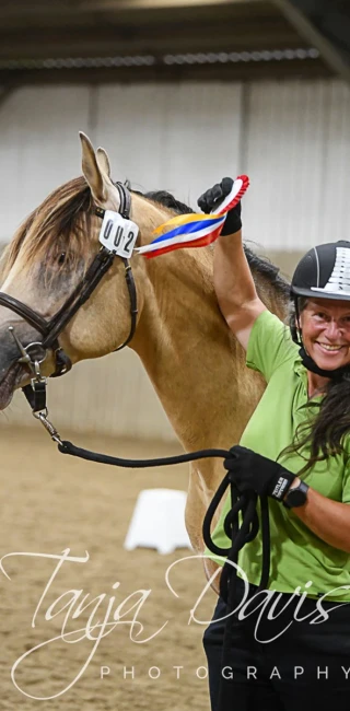groen equestrian performance stud niqui akhdhar groen equestrian performance stud niqui akhdhar