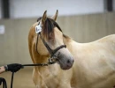 groen equestrian performance stud niqui akhdhar