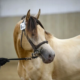 groen equestrian performance stud niqui akhdhar groen equestrian performance stud niqui akhdhar