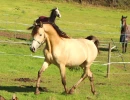 groen equestrian performance stud niqui akhdhar