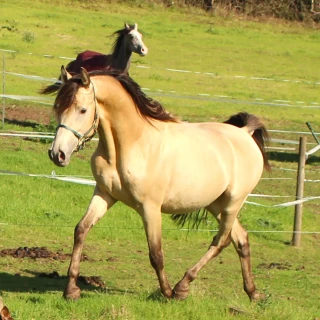 groen equestrian performance stud niqui akhdhar groen equestrian performance stud niqui akhdhar