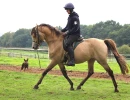 groen equestrian performance stud niqui akhdhar