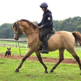 groen equestrian performance stud niqui akhdhar groen equestrian performance stud niqui akhdhar