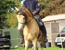 groen equestrian performance stud niqui akhdhar