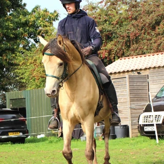 groen equestrian performance stud niqui akhdhar groen equestrian performance stud niqui akhdhar