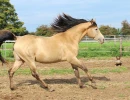 groen equestrian performance stud niqui akhdhar