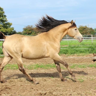 groen equestrian performance stud niqui akhdhar groen equestrian performance stud niqui akhdhar