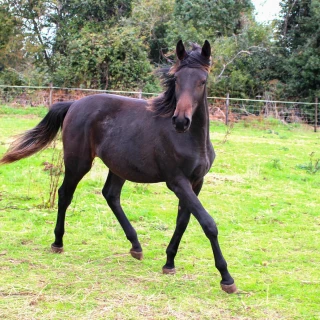 groen equestrian performance stud niquita akhdhar