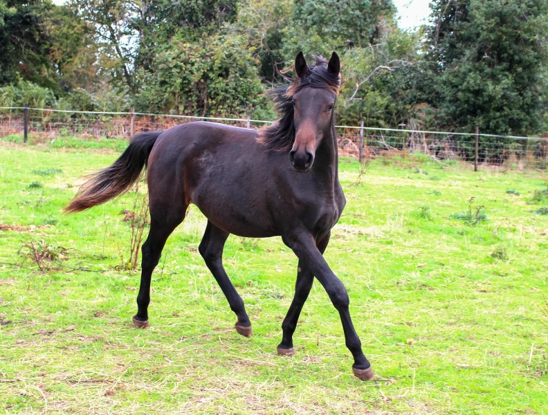 groen equestrian performance stud niquita akhdhar groen equestrian performance stud niquita akhdhar