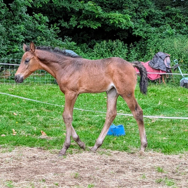 groen equestrian performance stud niquita akhdhar