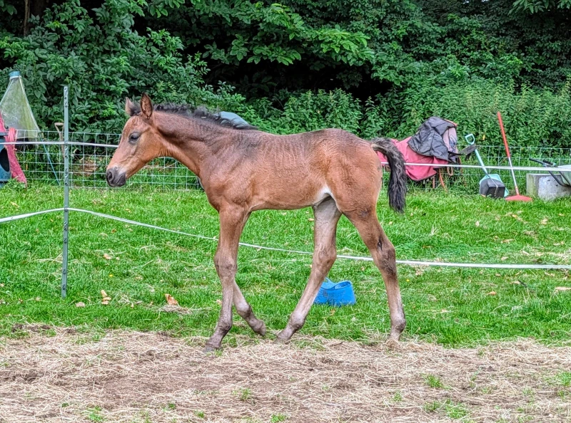 groen equestrian performance stud niquita akhdhar groen equestrian performance stud niquita akhdhar