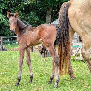 groen equestrian performance stud niquita akhdhar