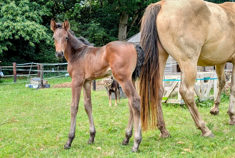 groen equestrian performance stud niquita akhdhar groen equestrian performance stud niquita akhdhar