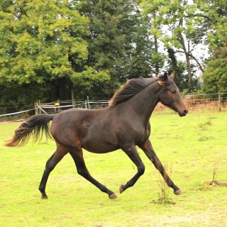 groen equestrian performance stud niquita akhdhar