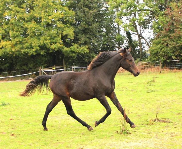 groen equestrian performance stud niquita akhdhar groen equestrian performance stud niquita akhdhar