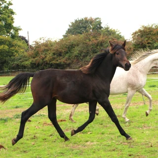 groen equestrian performance stud niquita akhdhar