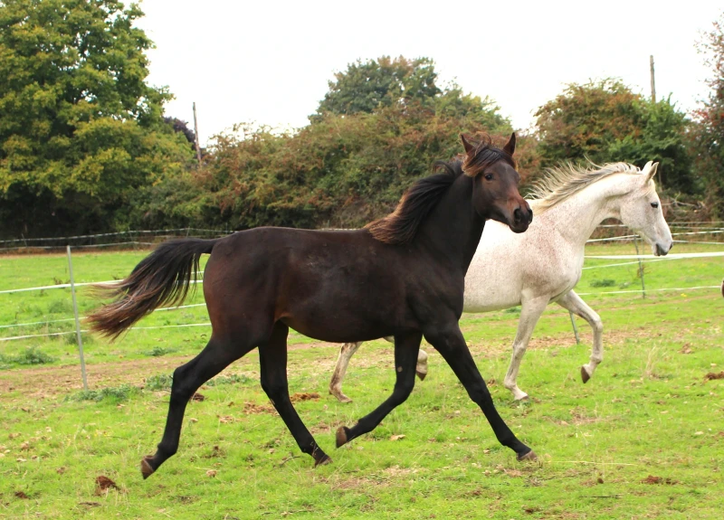 groen equestrian performance stud niquita akhdhar groen equestrian performance stud niquita akhdhar