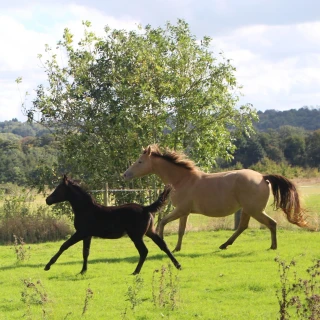 groen equestrian performance stud niquita akhdhar