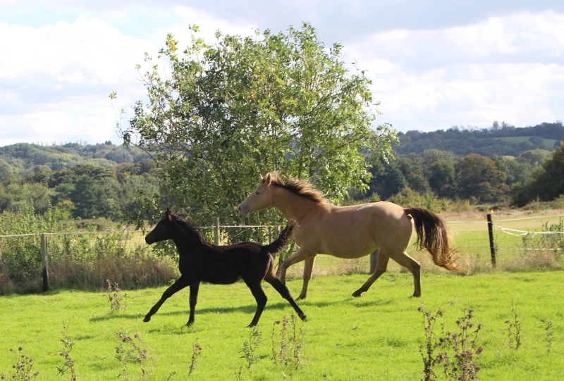 groen equestrian performance stud niquita akhdhar groen equestrian performance stud niquita akhdhar