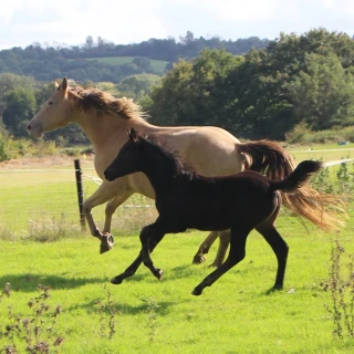 groen equestrian performance stud niquita akhdhar