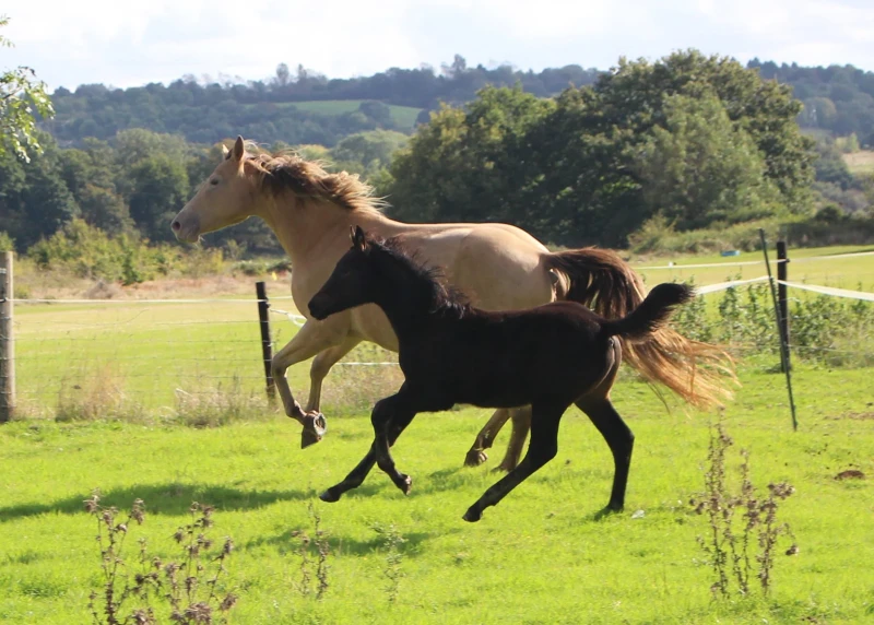 groen equestrian performance stud niquita akhdhar groen equestrian performance stud niquita akhdhar