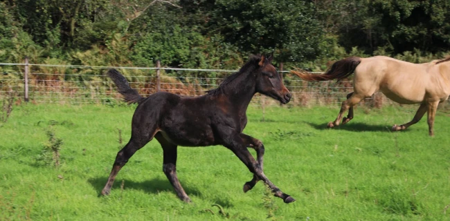 groen equestrian performance stud niquita akhdhar