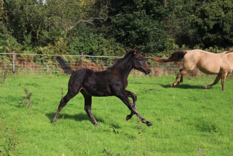 groen equestrian performance stud niquita akhdhar groen equestrian performance stud niquita akhdhar