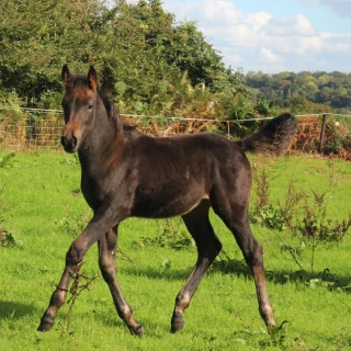 groen equestrian performance stud niquita akhdhar