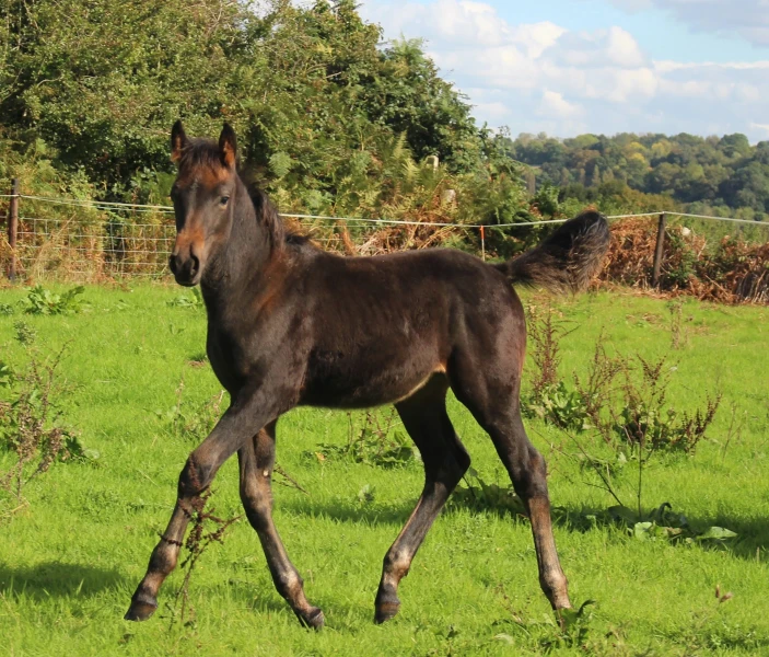 groen equestrian performance stud niquita akhdhar groen equestrian performance stud niquita akhdhar