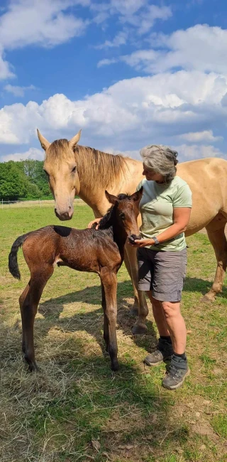 groen equestrian performance stud niquita akhdhar