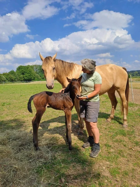 groen equestrian performance stud niquita akhdhar groen equestrian performance stud niquita akhdhar