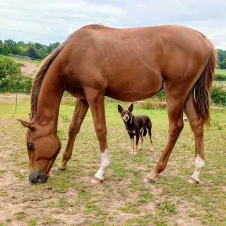 groen equestrian performance stud nrg akhdhar groen equestrian performance stud nrg akhdhar