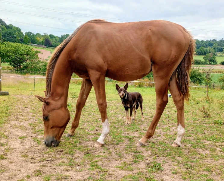 groen equestrian performance stud nrg akhdhar groen equestrian performance stud nrg akhdhar