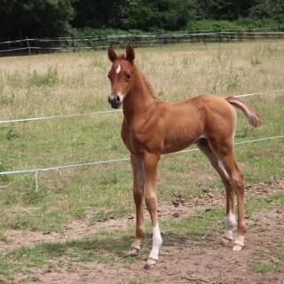 groen equestrian performance stud nrg akhdhar groen equestrian performance stud nrg akhdhar