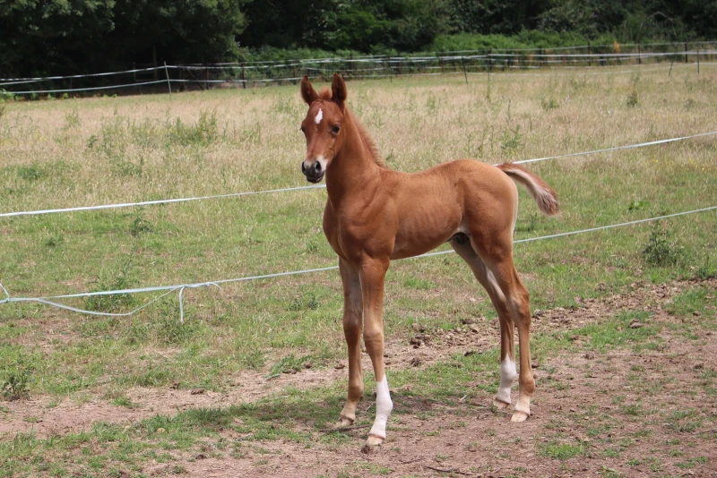 groen equestrian performance stud nrg akhdhar groen equestrian performance stud nrg akhdhar