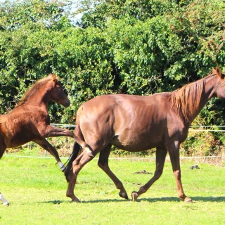 groen equestrian performance stud nrg akhdhar groen equestrian performance stud nrg akhdhar