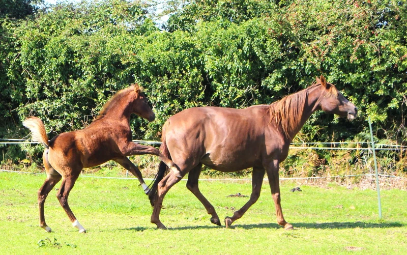 groen equestrian performance stud nrg akhdhar groen equestrian performance stud nrg akhdhar