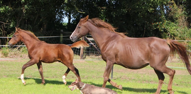 groen equestrian performance stud nrg akhdhar groen equestrian performance stud nrg akhdhar