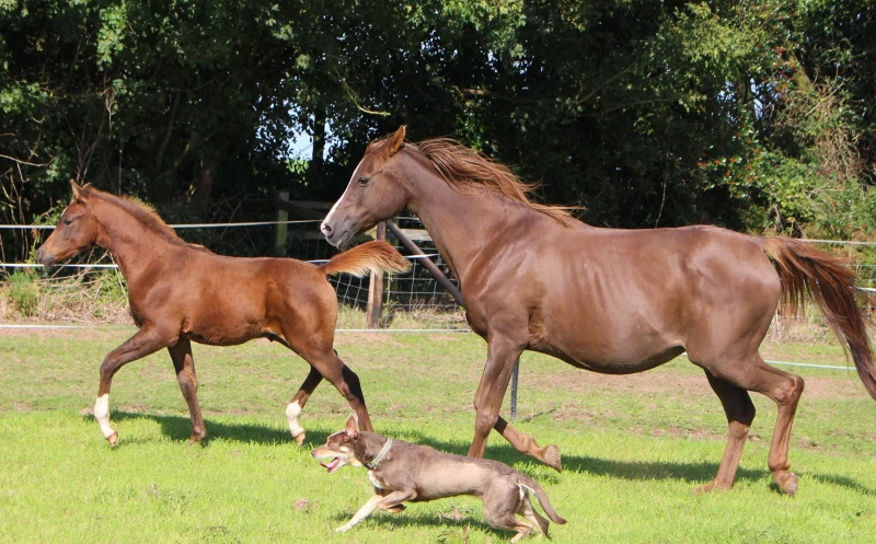 groen equestrian performance stud nrg akhdhar groen equestrian performance stud nrg akhdhar