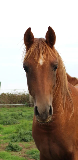 groen equestrian performance stud nrg akhdhar groen equestrian performance stud nrg akhdhar