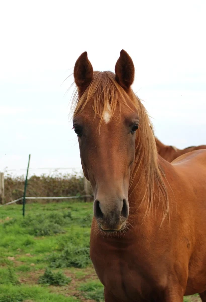 groen equestrian performance stud nrg akhdhar groen equestrian performance stud nrg akhdhar