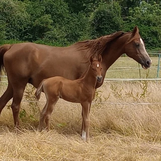 groen equestrian performance stud nrg akhdhar groen equestrian performance stud nrg akhdhar