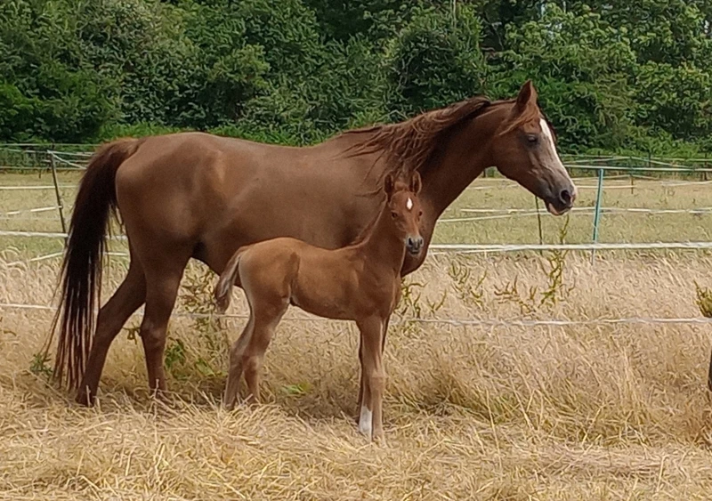 groen equestrian performance stud nrg akhdhar groen equestrian performance stud nrg akhdhar