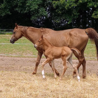 groen equestrian performance stud nrg akhdhar groen equestrian performance stud nrg akhdhar