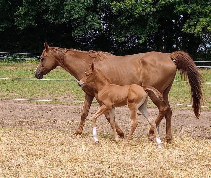 groen equestrian performance stud nrg akhdhar groen equestrian performance stud nrg akhdhar