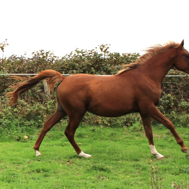 groen equestrian performance stud nrg akhdhar groen equestrian performance stud nrg akhdhar