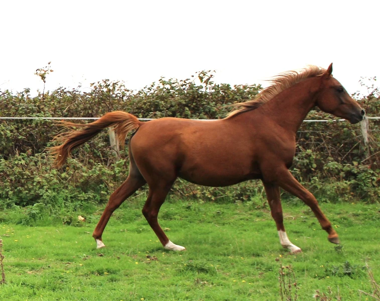 groen equestrian performance stud nrg akhdhar groen equestrian performance stud nrg akhdhar