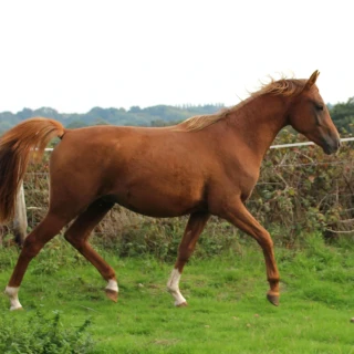 groen equestrian performance stud nrg akhdhar groen equestrian performance stud nrg akhdhar